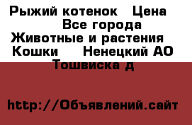 Рыжий котенок › Цена ­ 1 - Все города Животные и растения » Кошки   . Ненецкий АО,Тошвиска д.